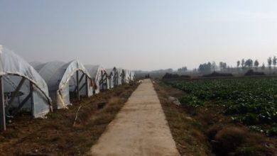 Photo of Agricultura Peri: a turismo de negócios na China