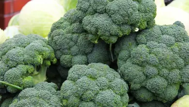 Photo of Brócolis: antioxidantes, purificando, saciante e fortalecendo das Defesas
