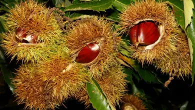 Photo of 10 benefícios de castanhas comer