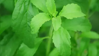 Photo of Stevia, propriedades medicinais e benefícios do consumo