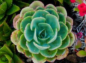 Photo of [10 tipos] de plantas de casa precisam de Pouca luz