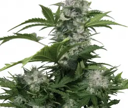 Photo of Podar Autoflowers: [SIGNIFICADO, Tempo, Ferramentas, Considerações e Passos]