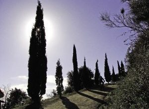 Photo of Prune Ciprestes: [SIGNIFICADO, Tempo, Ferramentas, Considerações e Passos]