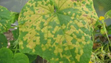 Photo of Manchas nas folhas de plantas | Por que aparecem e como removê