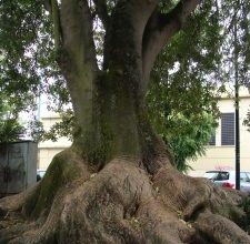 Photo of Bella Sombra: [cultivo, Irrigação, cuidado, Pragas e Doenças]