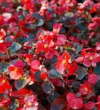 Photo of Begonia Elatior: [Características, cultivo, cuidado, Pragas e Doenças]