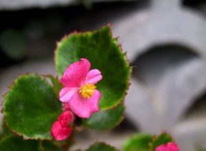 Photo of Begônia Stakes semperflorens: [Conceito, Estação, enraizamento e semeadura]