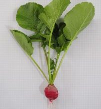 Photo of Irrigação de rabanete: [Necessidades, frequência e Procedimento]