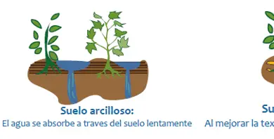 Photo of O Que E UM Jardim agroecological e como IMPLANTAÇÃO-lo