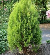 Photo of Thuja orientalis: [Irrigação de culturas, Associações, Pragas e Doenças]