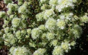 Photo of Thymus mastichina: [Colheita, Associações, Pragas e Doenças]