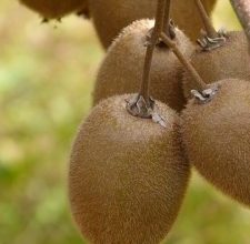Photo of Irrigação Kiwi: [Necessidades, frequência e Procedimento]