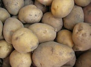 Photo of 15 tipos e variedades de batatas famosa MAIS