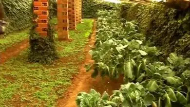 Photo of Pomares subterrânea: cultivar todo o ano de forma sustentável. Bolívia