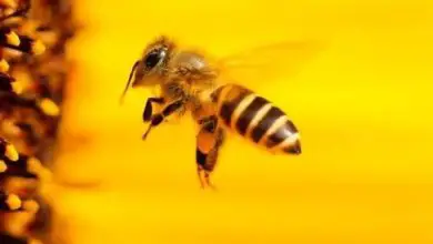 Photo of Como atrair abelhas e outros polinizadores benéficos para o jardim