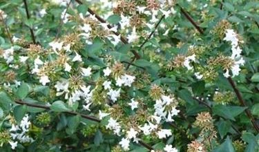Photo of Abelia