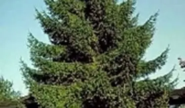 Photo of Spruce