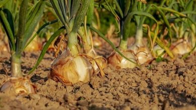 Photo of Com Maior plantas e menor necessidade de nutrientes e, como tal, só Absorção ou influência SUA