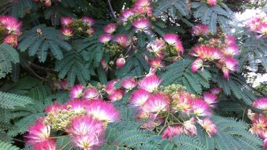 Photo of Acacia di Costantinopoli