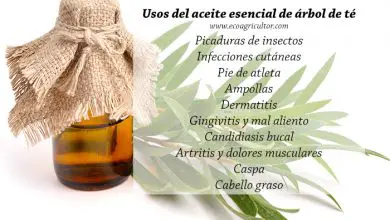 Photo of 35 usos do essencial da Oil Árvore do Chá