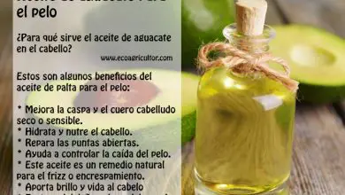 Photo of Abacate óleo para Dreads: BENEFÍCIO como usar-lo