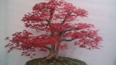 Photo of Bordo bonsai