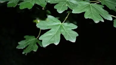 Photo of Field Maple