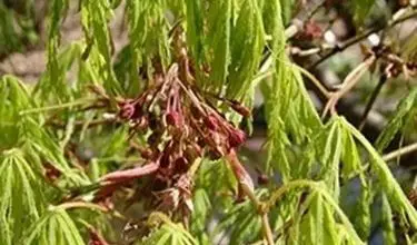 Photo of Bordo palmado – Acer palmatum