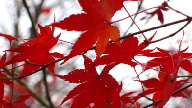 Photo of Bonsai de bordo vermelho