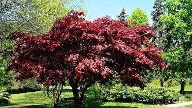 Photo of Bordo vermelho