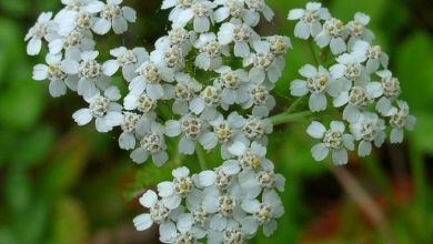 Photo of Yarrow Yarrow