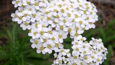 Photo of Achillea millefolium