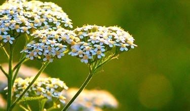 Photo of Yarrow