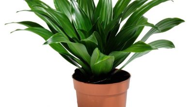 Photo of Comprar plantas online