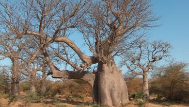 Photo of Adansonia digitata