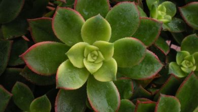 Photo of Aeonium