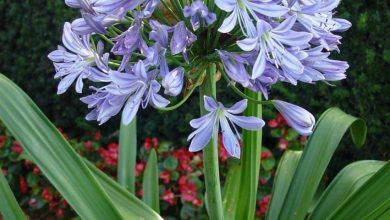 Photo of Agapanthus