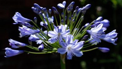 Photo of Agapanthus