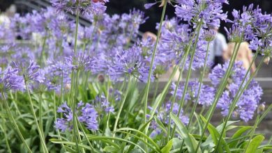 Photo of Agapanthus