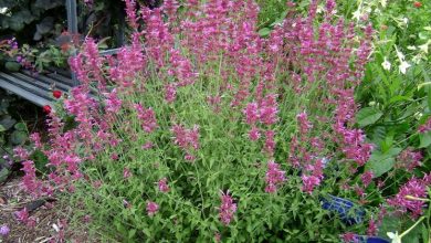 Photo of Agastache