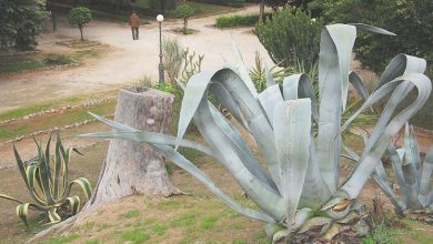 Photo of Agave americana