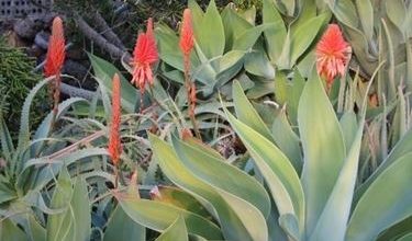 Photo of Agave attenuata