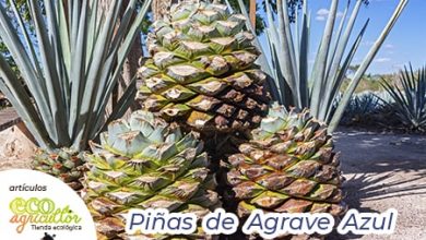 Photo of Xarope de agave: Ou como rápido Você sabe sobre Desse propriedades adoçante?