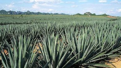 Photo of Agave sisalana