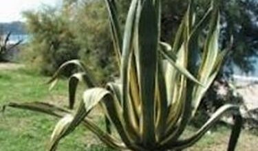 Photo of Agaves
