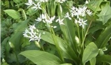 Photo of Ramsons – Allium orsinum