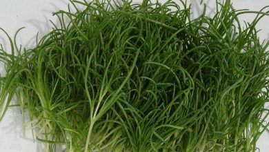 Photo of Agretti