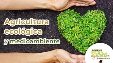 Photo of agricultura orgânica como UO Organica contribuído para proteger ou Meio Ambiente?