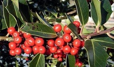 Photo of Holly – Ilex aquifolium