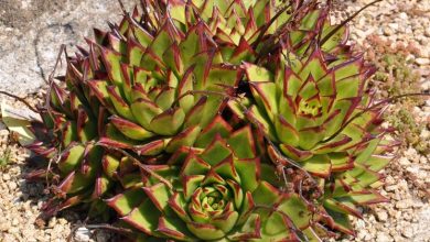 Photo of Canteiros de flores de suculentas